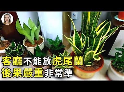 短葉虎尾蘭風水|【虎尾蘭風水】虎尾蘭風水指南：招財旺運、避厄除煞